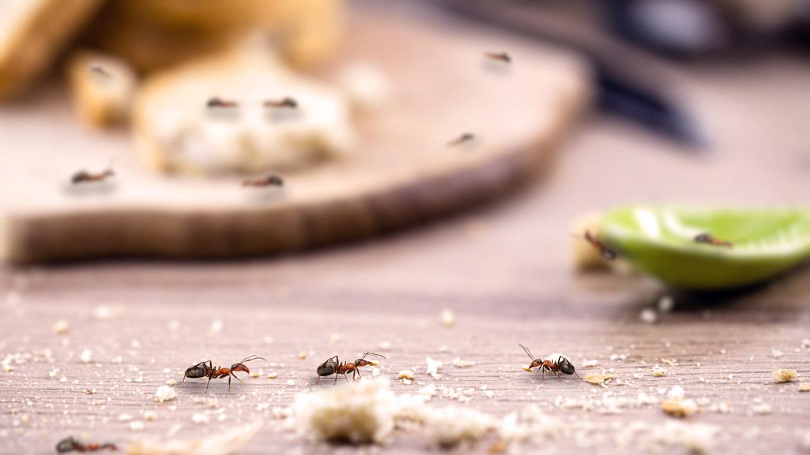 Ameisen auf Tisch