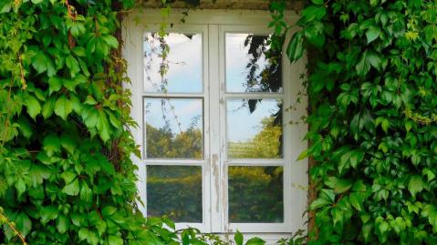 Fenster in begrünter Hausfassade